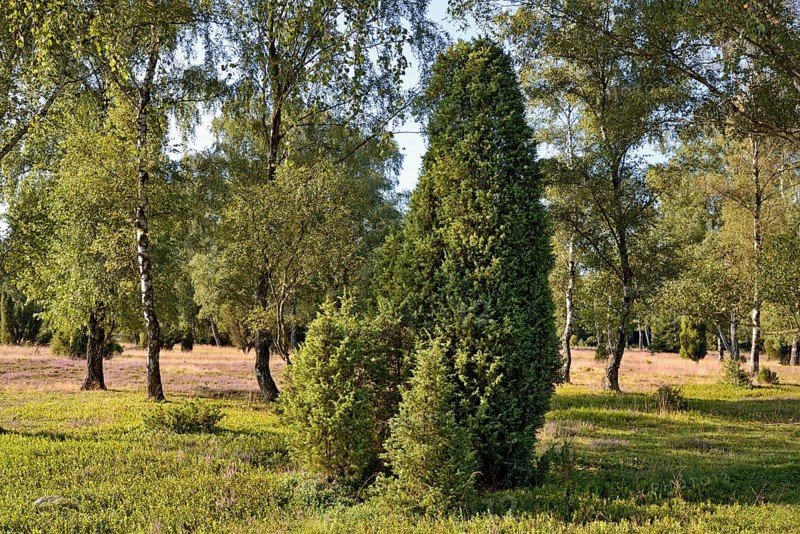 Heathland