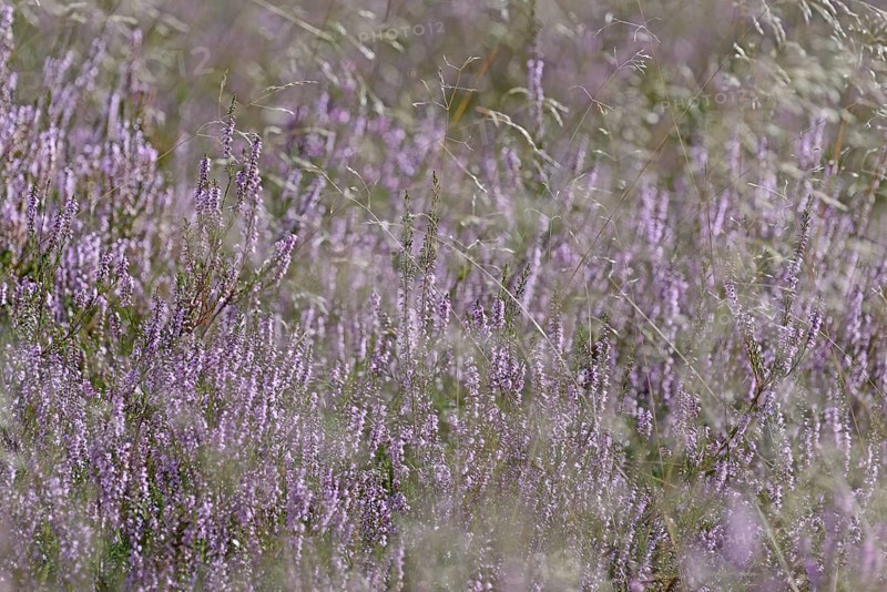 Heathland