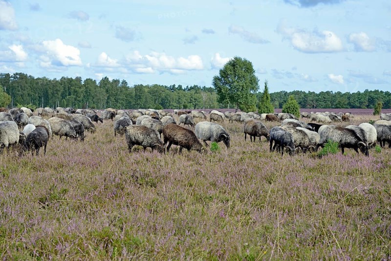 Heathland