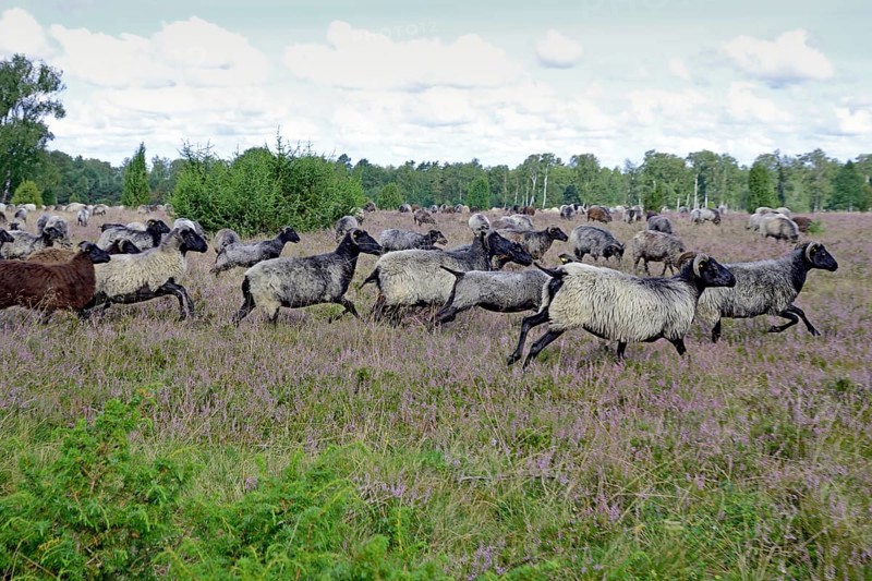 Heathland