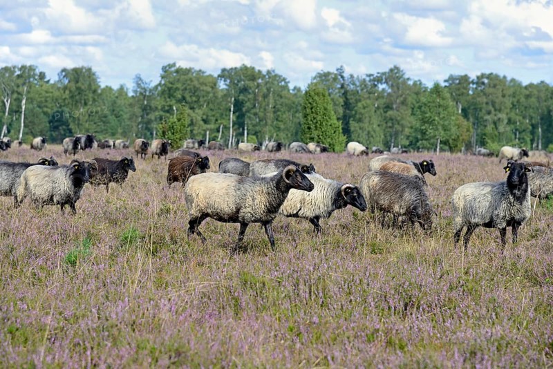 Heathland