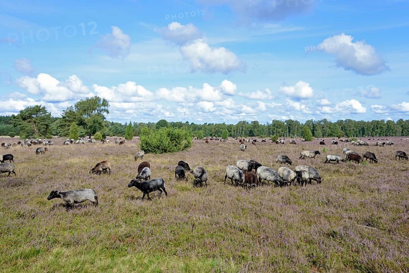Heathland