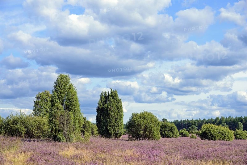 Heathland