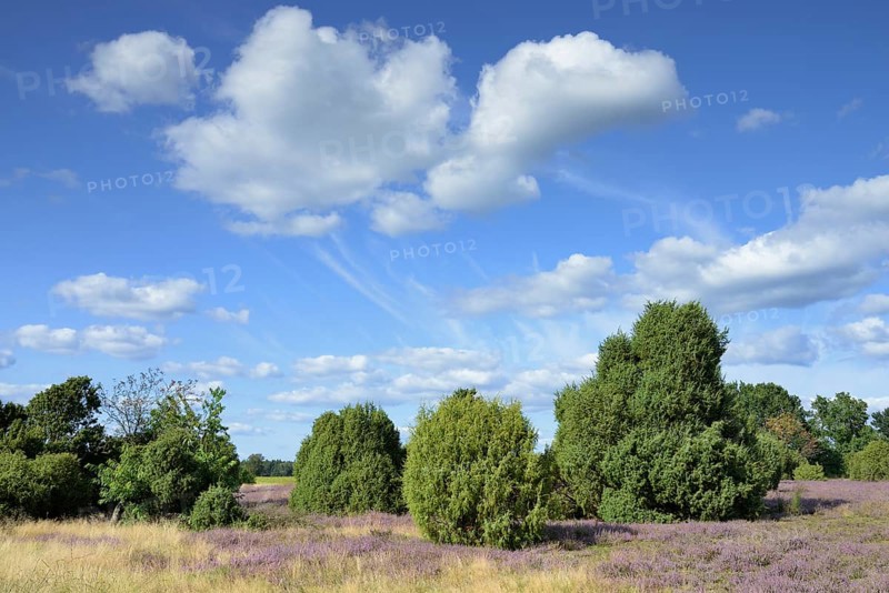 Heathland