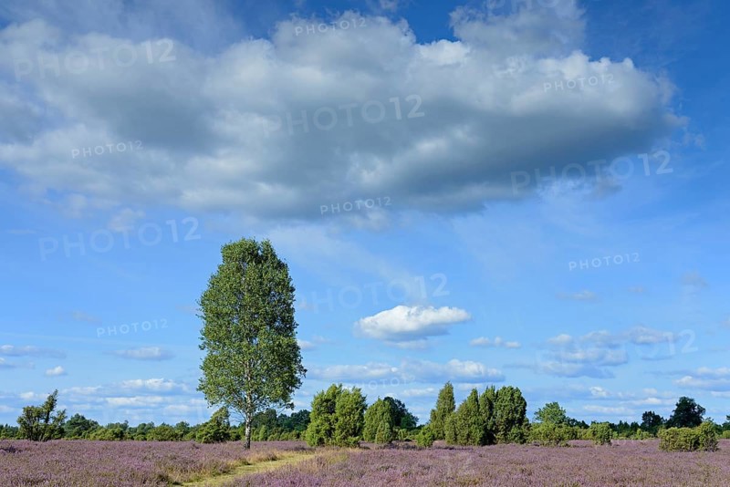 Heathland