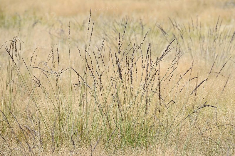 Heathland
