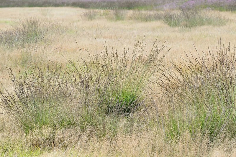 Heathland