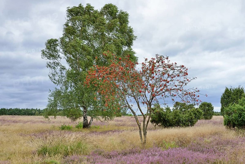 Heathland