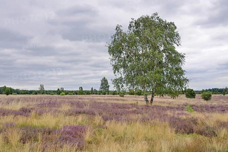 Heathland