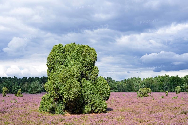Heathland