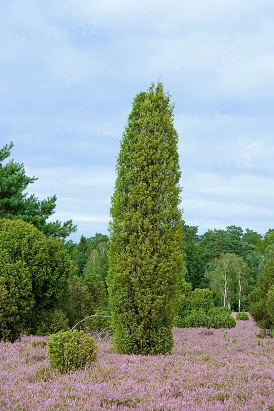 Heathland
