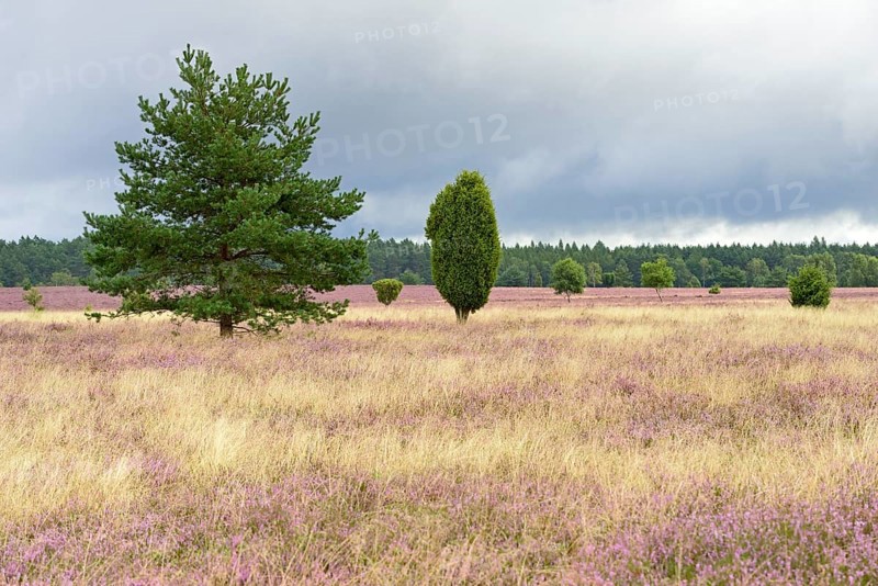 Heathland
