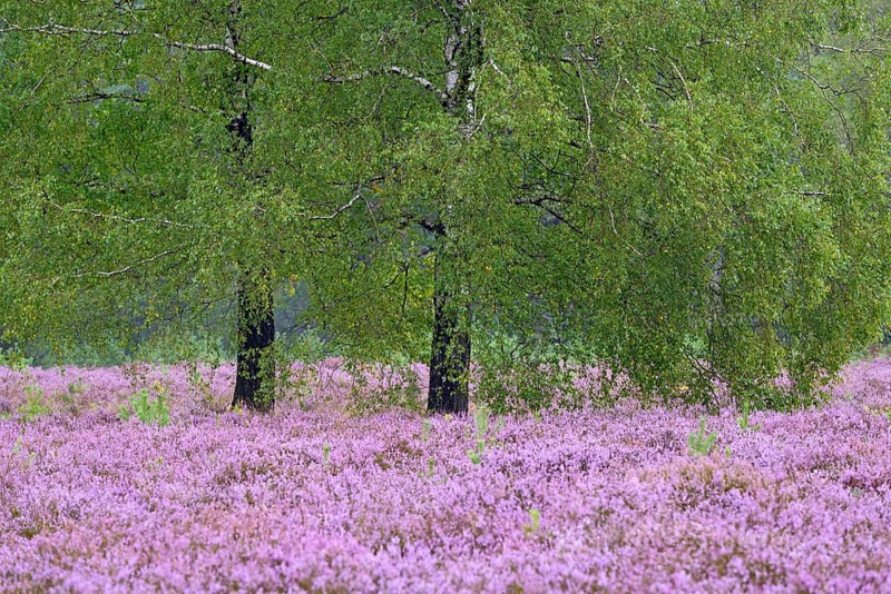 Heathland