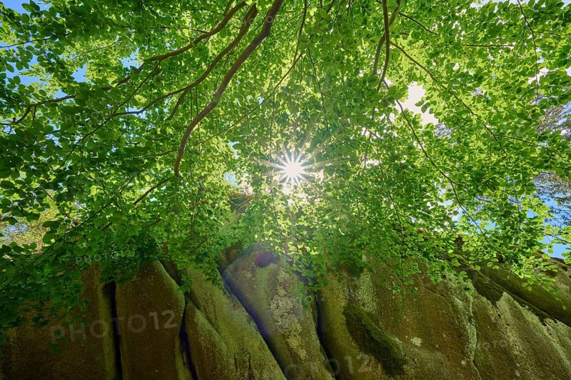 Beech