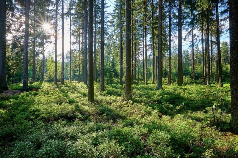 Forest