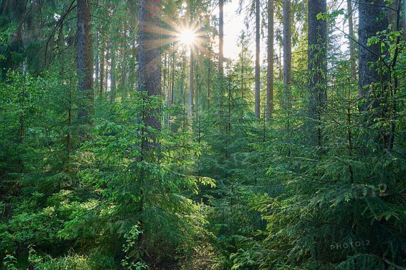 Coniferous forest