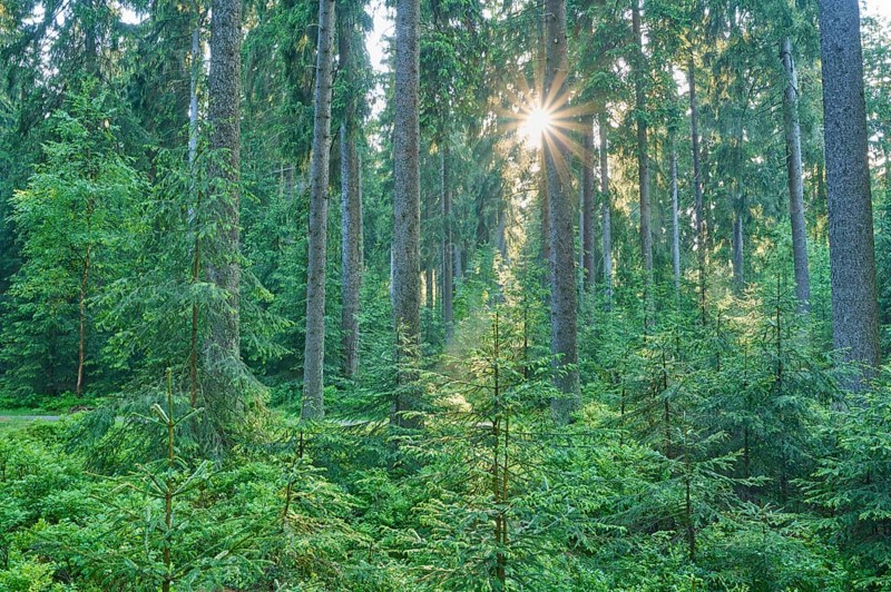 Coniferous forest