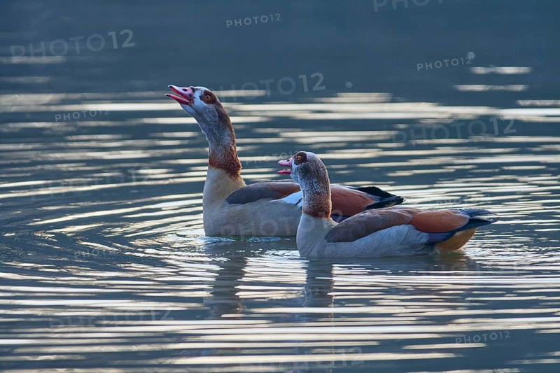 Egyptian Goose