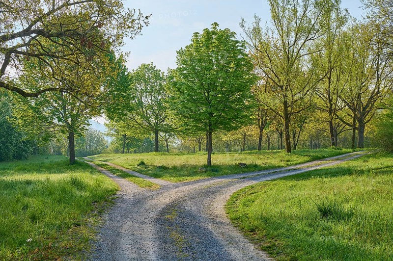 Forked gravel path