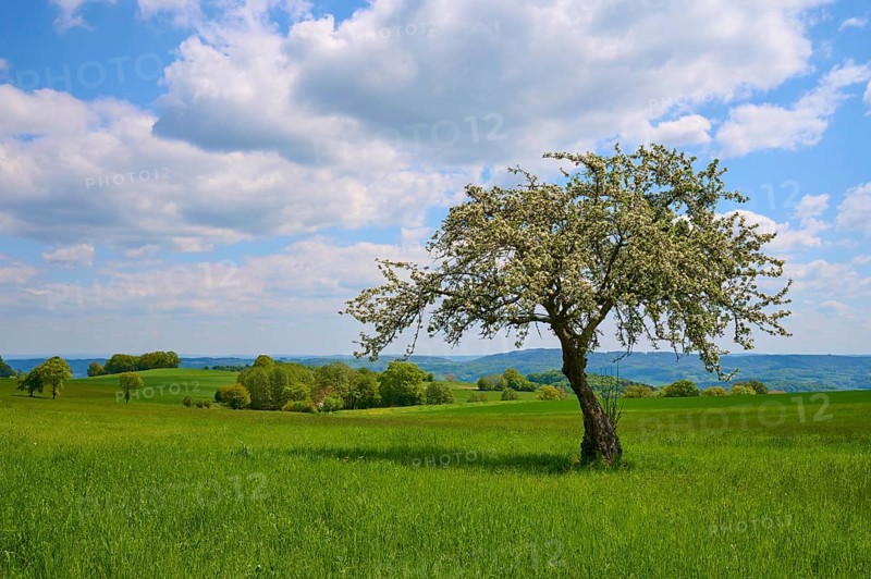 Apple tree
