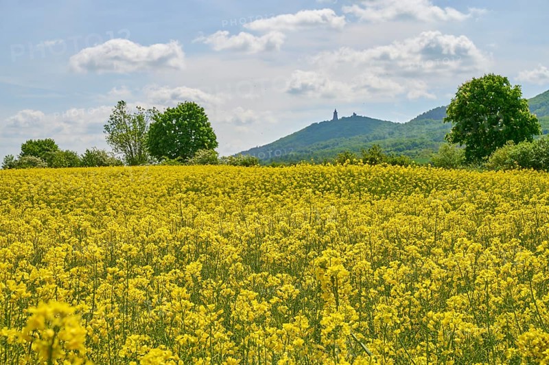 Rape field