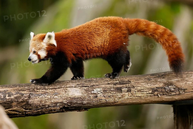 Red panda