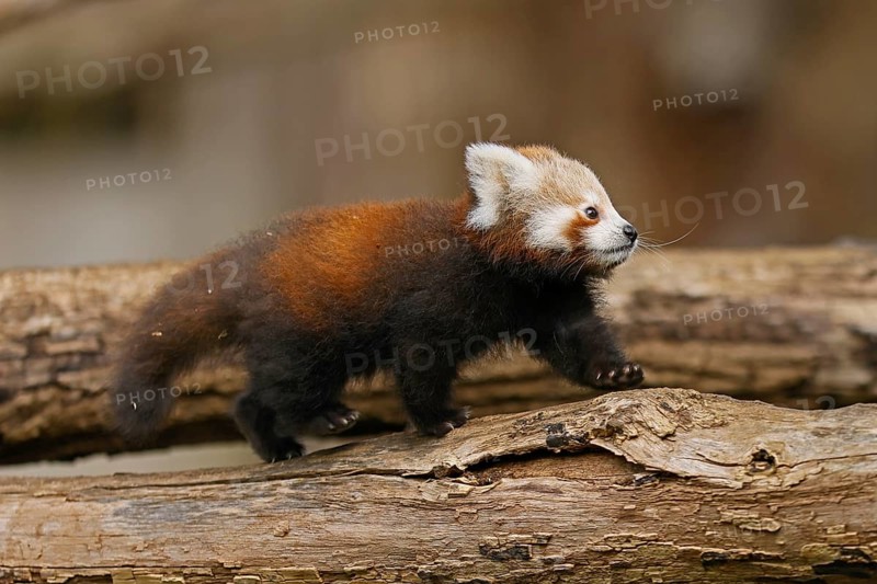 Red panda