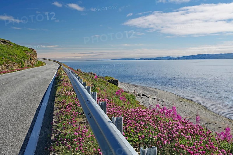 Narrow-leaved willowherb along a road leading along the fjord