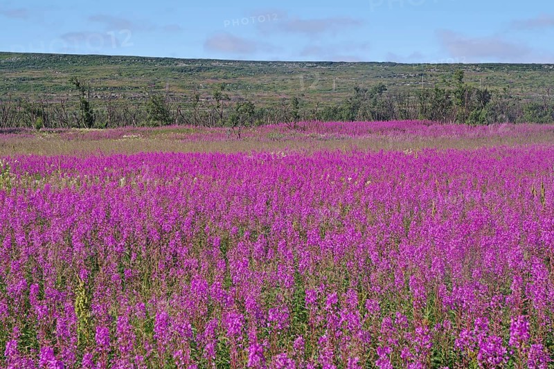 Narrow-leaved willowherbs cover the ground in bloom and in huge quantities