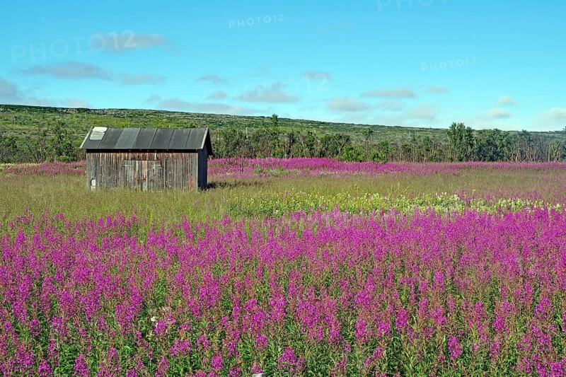Narrow-leaved willowherbs cover the ground in bloom and in huge quantities