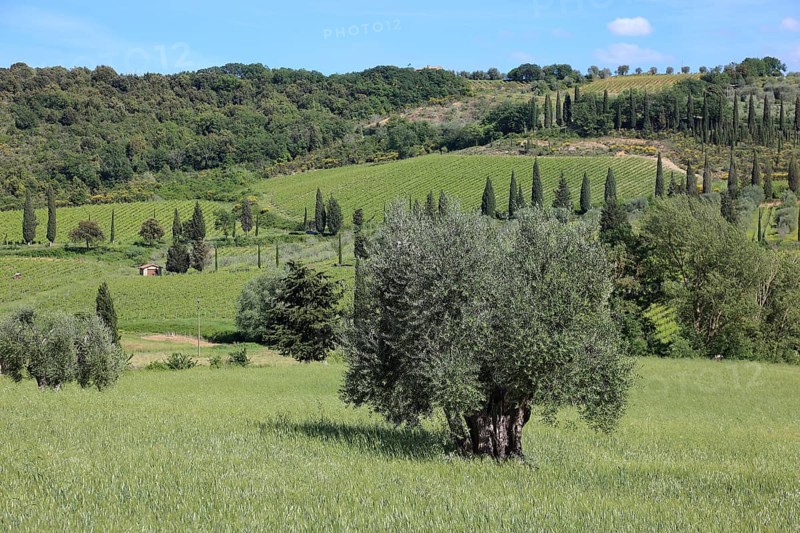 Landscape in Tuscany near Castelnuovo dell'Abate with cypresses and olive trees