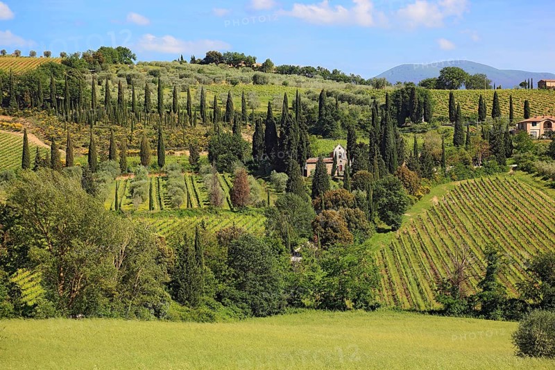 Landscape in Tuscany near Castelnuovo dell'Abate with cypresses and olive trees