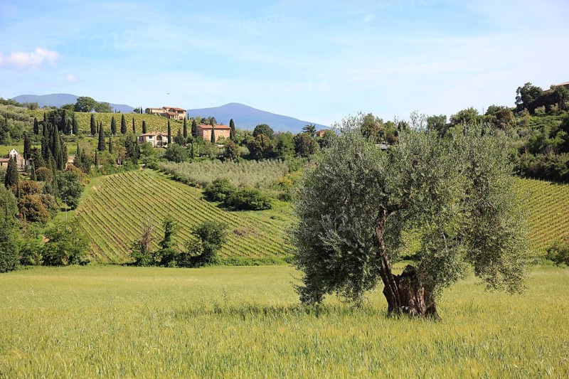 Landscape in Tuscany near Castelnuovo dell'Abate with cypresses