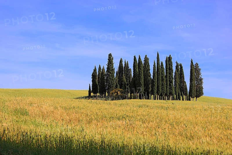 Landscape in Tuscany