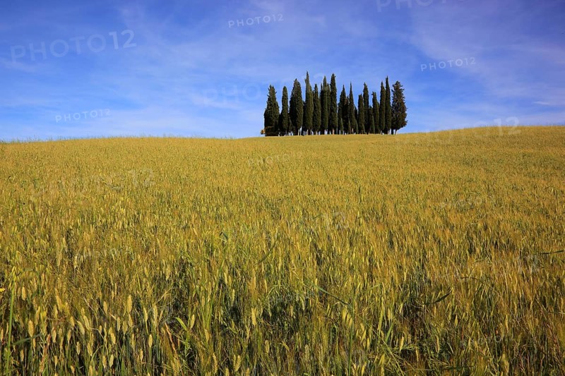 Landscape in Tuscany