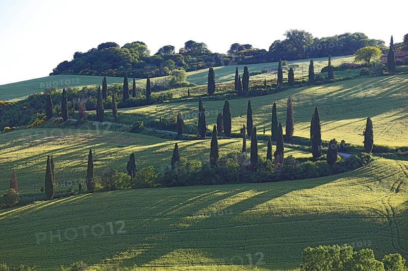 Path with cypresses