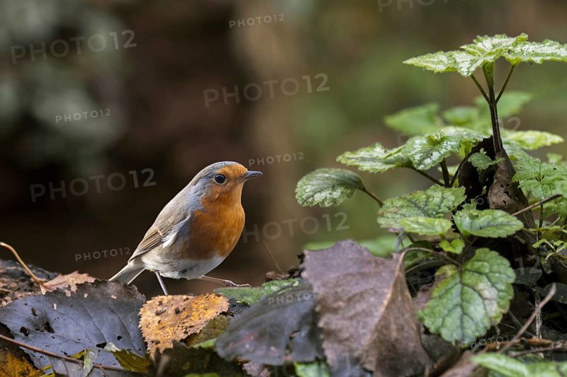 European robin