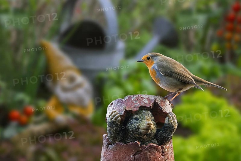 European robin