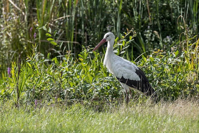 White stork