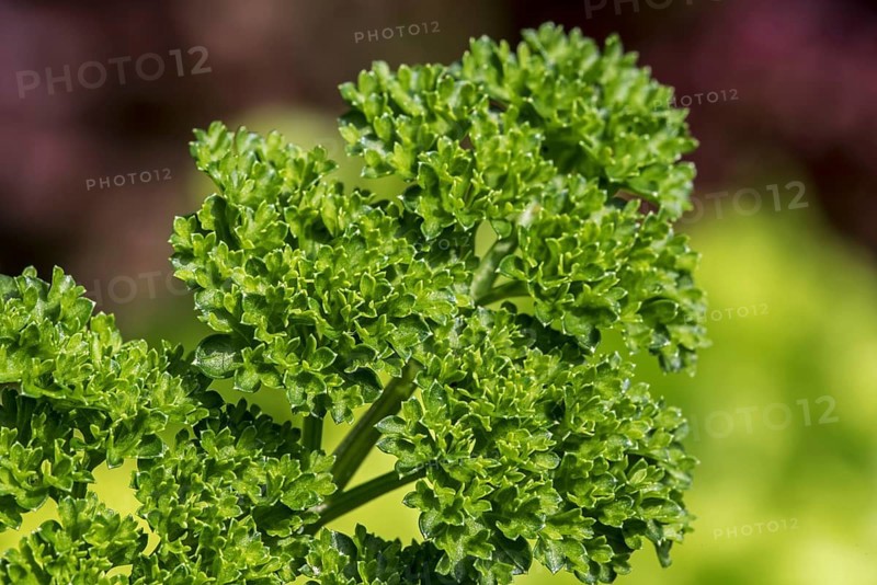 Garden parsley