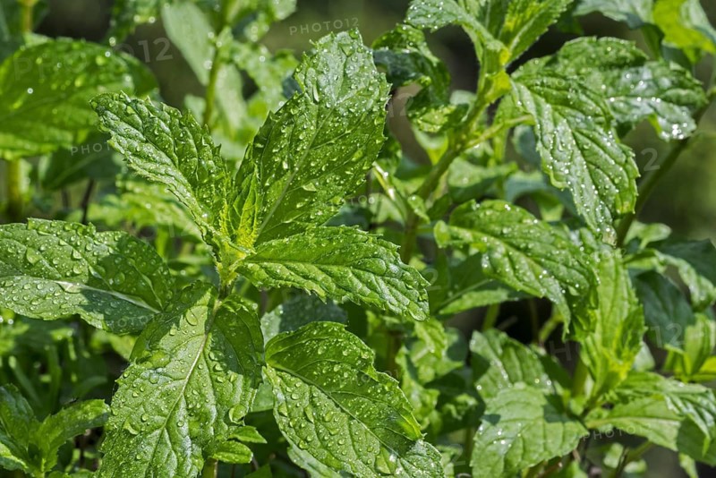 Close-up of wet green leaves of peppermint