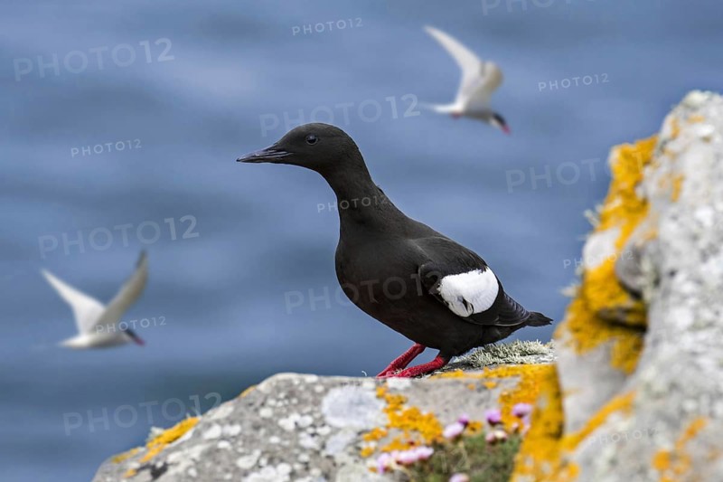 Black guillemot