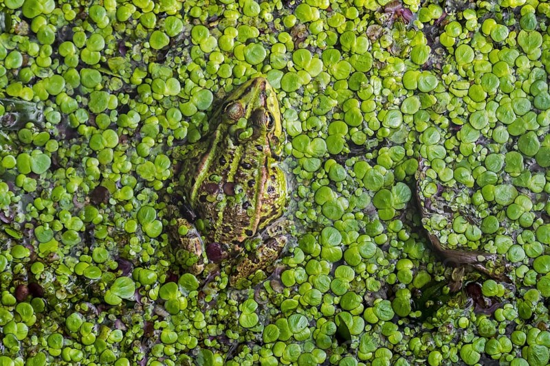 Edible frog