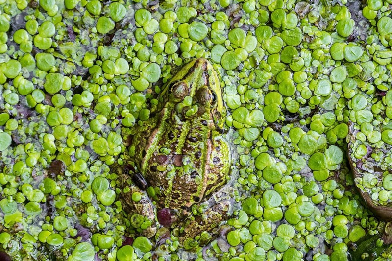 Edible frog