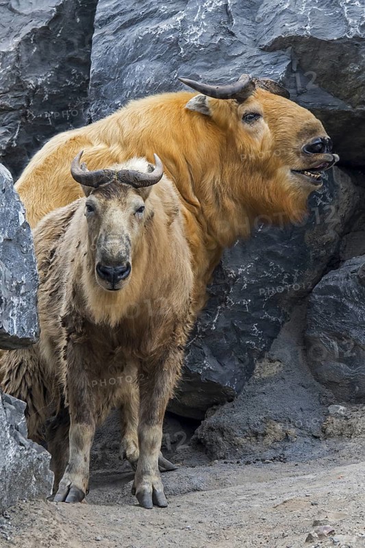 Two golden takins