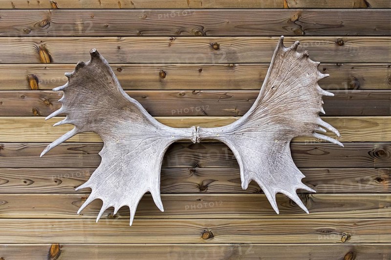 Moose