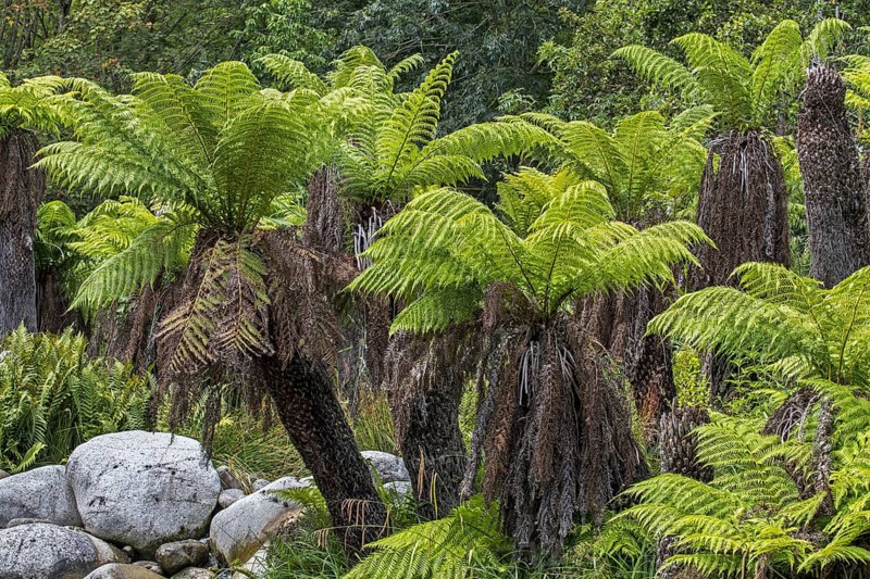 Soft tree ferns