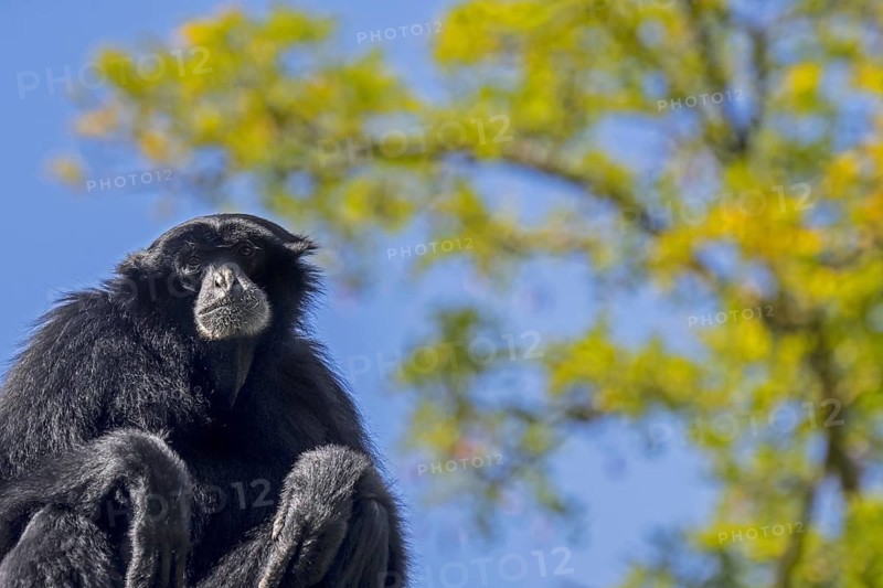Siamang
