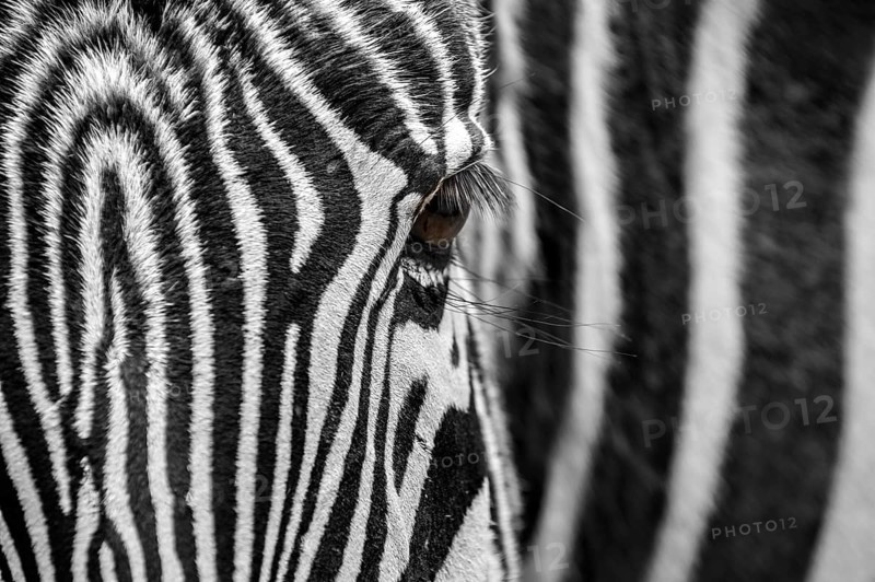 Grevy's zebra
