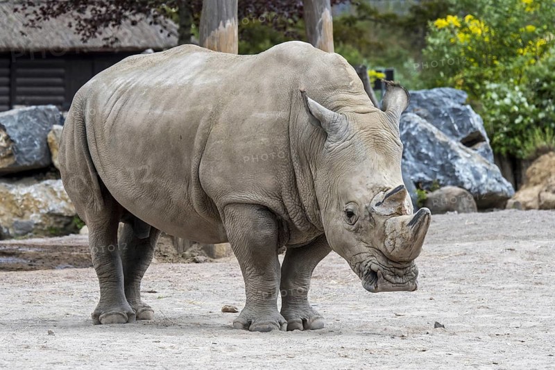 White rhinoceros